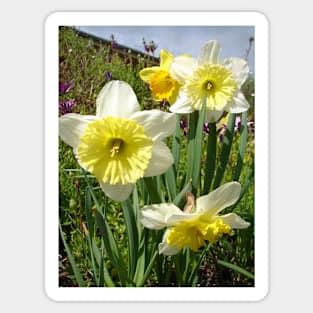 Yellow Daffodil Photo - Spring In the Garden Sticker